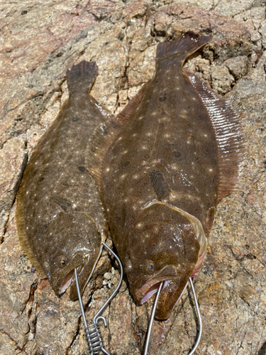 ヒラメの釣果