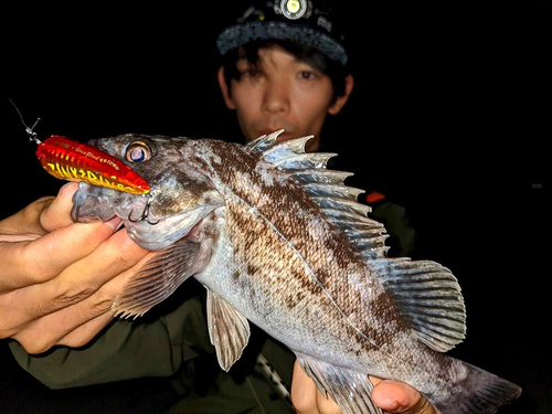 クロソイの釣果