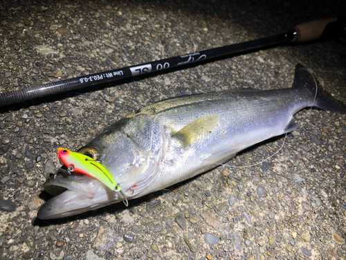 シーバスの釣果