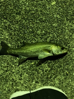 セイゴ（マルスズキ）の釣果