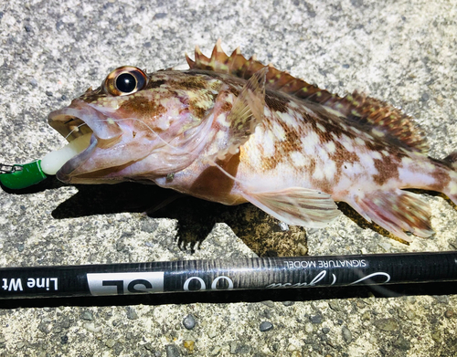 カサゴの釣果