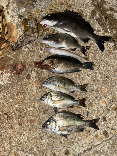 クロダイの釣果