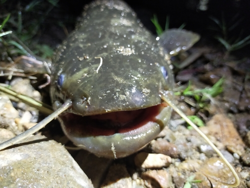 ナマズの釣果