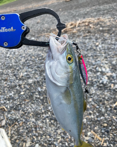 ワカシの釣果