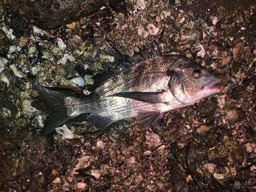 チヌの釣果