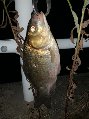 フナの釣果