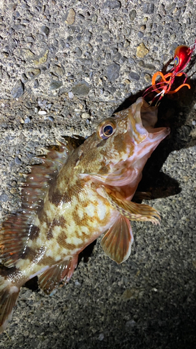 セイゴ（ヒラスズキ）の釣果