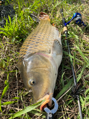 コイの釣果