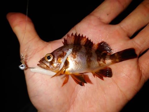 メバルの釣果