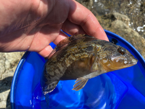 アブラコの釣果