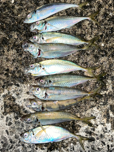 アジの釣果