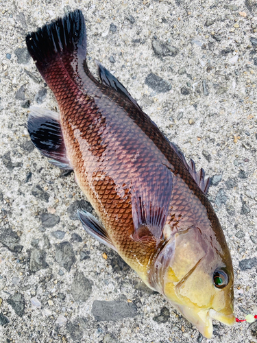 コブダイの釣果