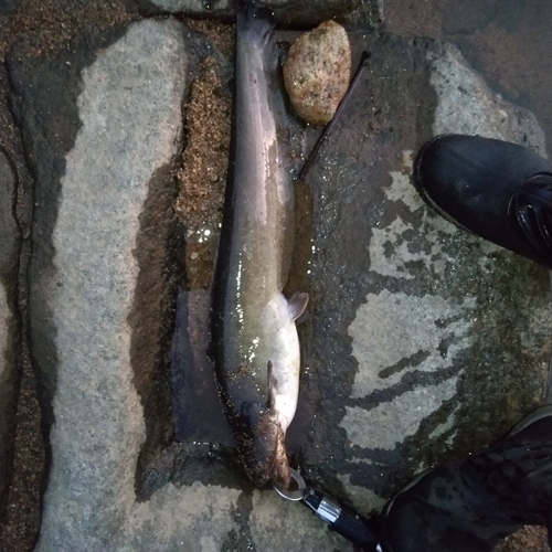 マナマズの釣果