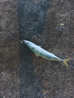 サバの釣果