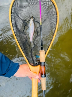 ヤマメの釣果