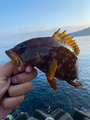 アコウの釣果