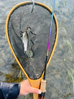 ニジマスの釣果