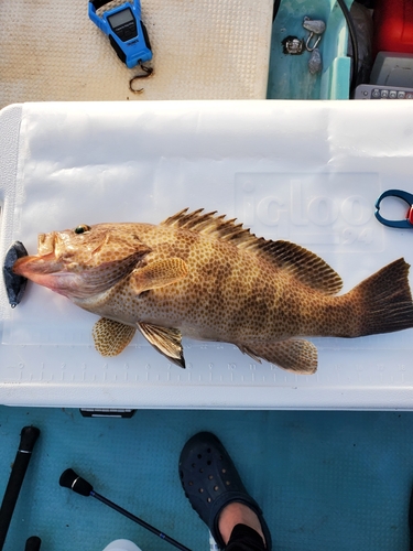 オオモンハタの釣果