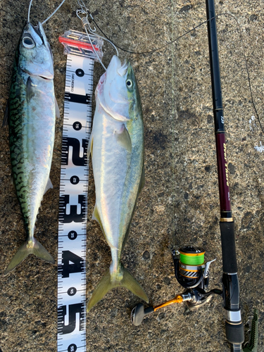 イナダの釣果