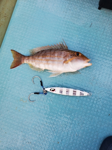 タマガシラの釣果