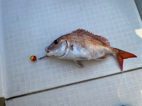 マダイの釣果