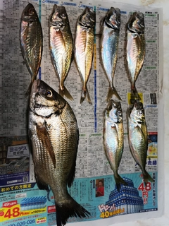 クロダイの釣果