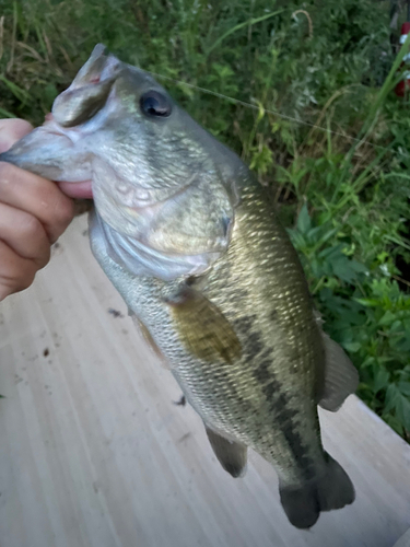 ラージマウスバスの釣果