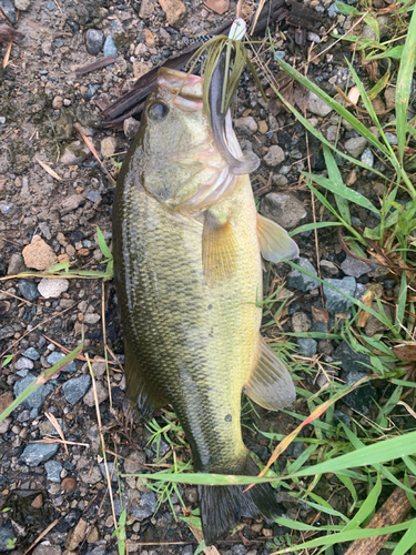 ブラックバスの釣果