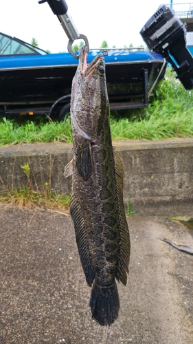 カムルチーの釣果