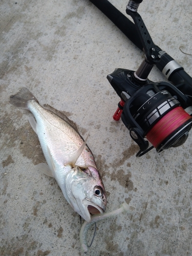 イシモチの釣果