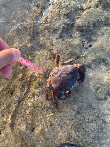 カニの釣果