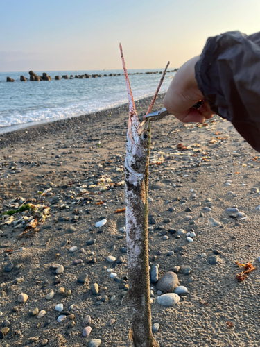 ダツの釣果