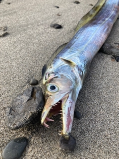 タチウオの釣果