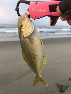 ショゴの釣果