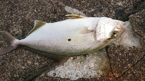 シオの釣果