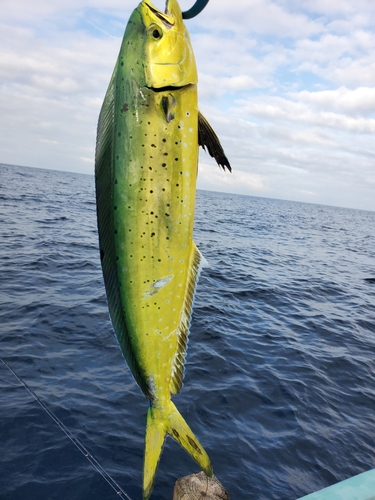 タマガシラの釣果