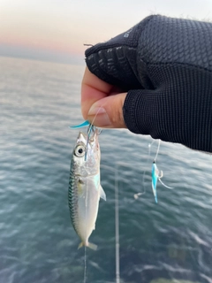 サバの釣果