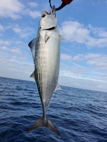 カツオの釣果