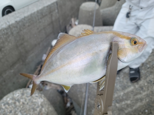 カンパチの釣果