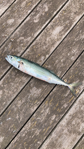 サバの釣果