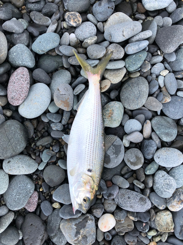 コノシロの釣果