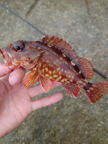 カサゴの釣果