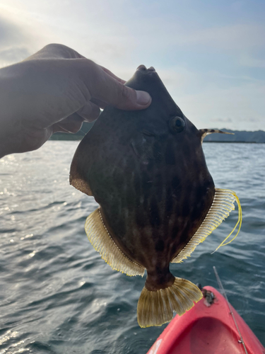 カワハギの釣果