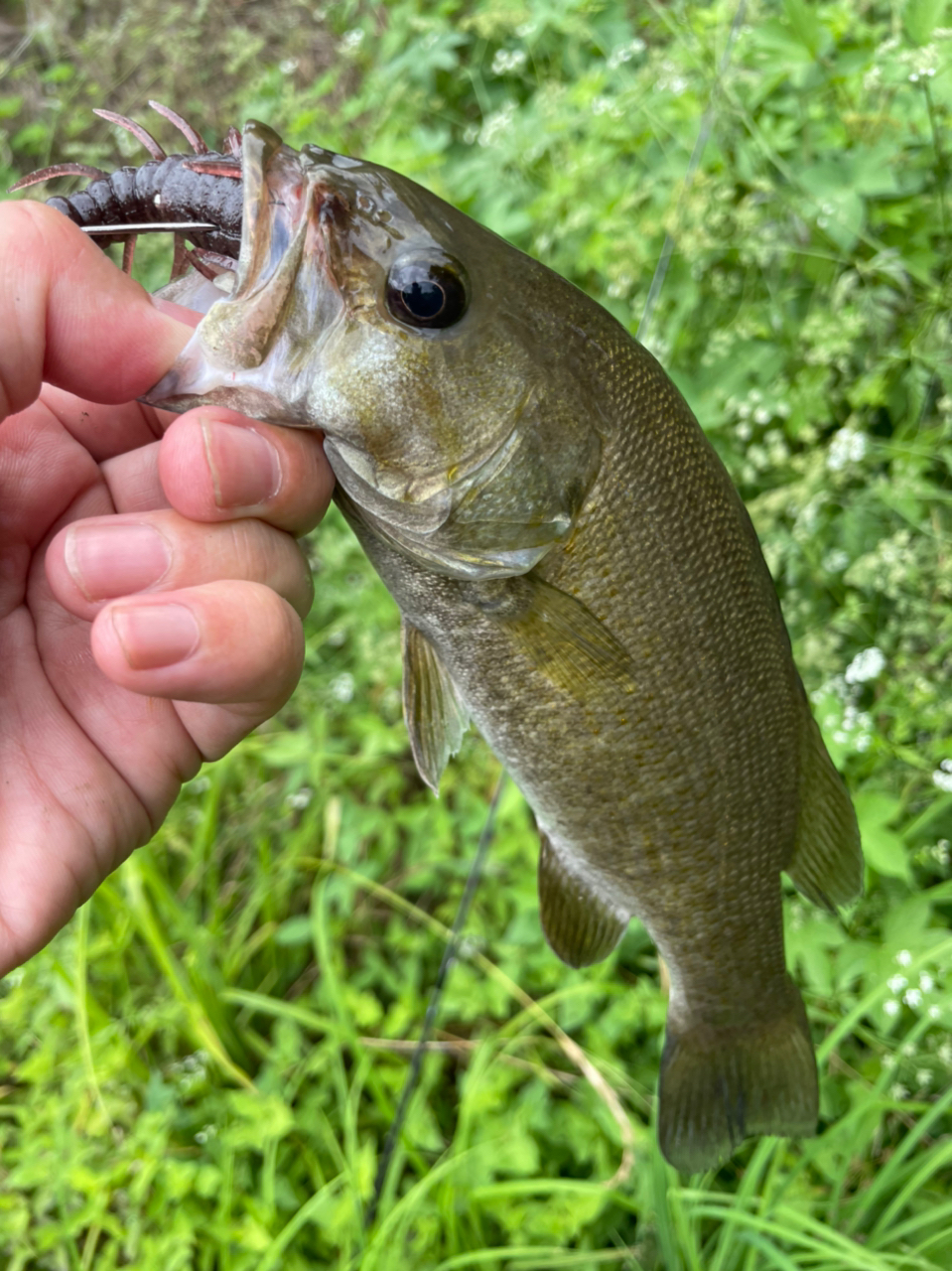 スモールマウスバス