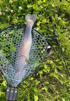 ニジマスの釣果