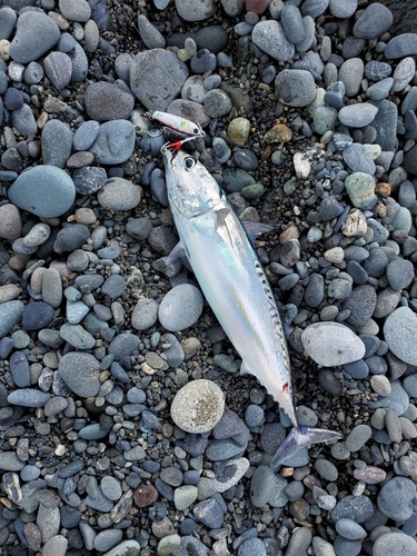 マルソウダの釣果