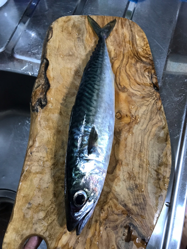 サバの釣果