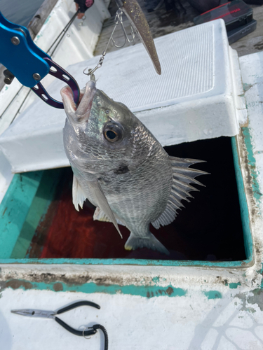 キビレの釣果