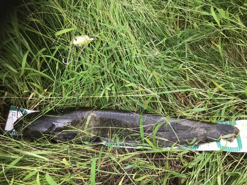 ナマズの釣果