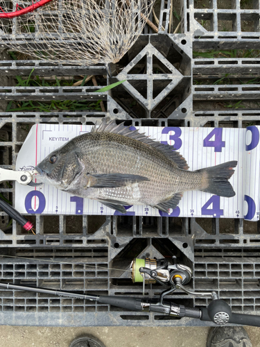 クロダイの釣果